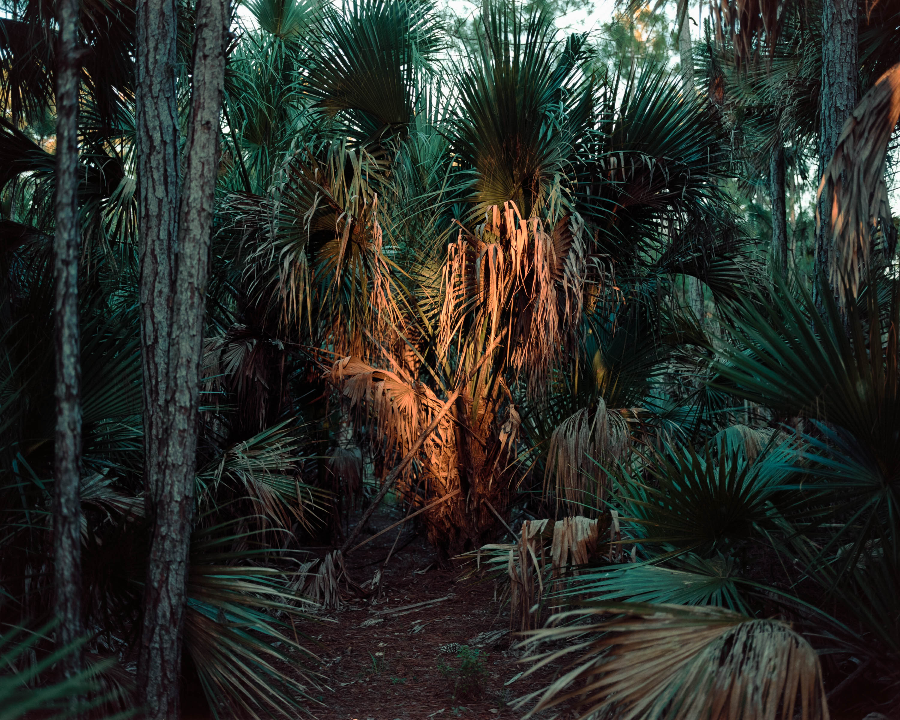 Photo of a heart in the trees formed by the light